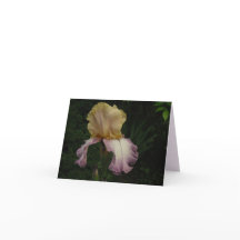 Elegantes Cream Lila Iris Floral Foto