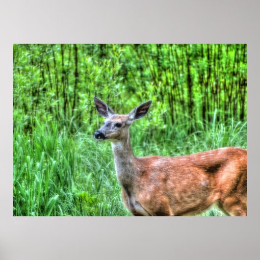Elegantes Doe Female Deer Wildlife Foto Poster (Vorne)