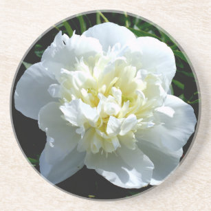 Elegantes Foto aus weißer Blume mit Blumen Getränkeuntersetzer