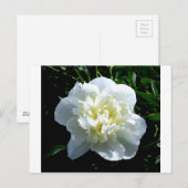 Elegantes Foto aus weißer Blume mit Blumen Postkarte (Vorne/Hinten)
