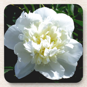 Elegantes Foto aus weißer Blume mit Blumen Untersetzer