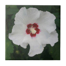 Elegantes Foto der Blume White Hibiskus