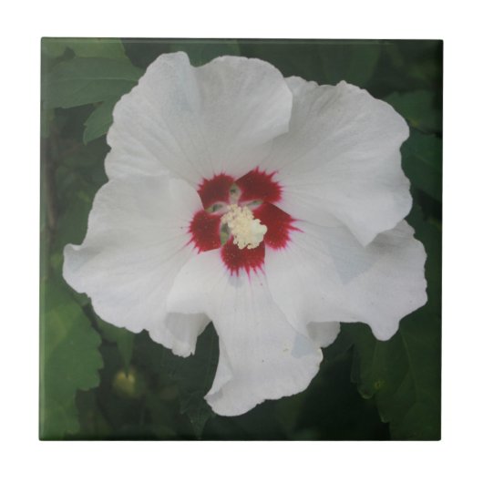 Elegantes Foto der Blume White Hibiskus Fliese (Vorderseite)
