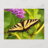 Elegantes Frack Butterfly über Butterfly Bush Postkarte (Vorderseite)