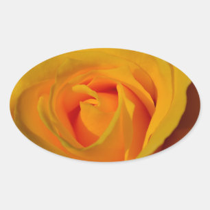 Elegantes Gelbes Rose-Foto Ovaler Aufkleber