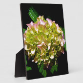 Elegantes, grünes, rosa grünes, blumengrünes Hydra Fotoplatte (Seite)