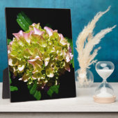 Elegantes, grünes, rosa grünes, blumengrünes Hydra Fotoplatte (Seite)