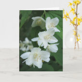 Elegantes Jasmine Blume Foto Beileid Karte (Gelbe Blume)
