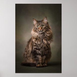 Elegantes Katzenstudioporträt Poster