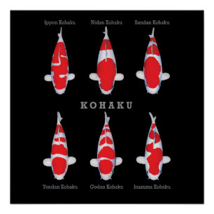 Elegantes Koi Fish Poster - Zeitloser und künstler