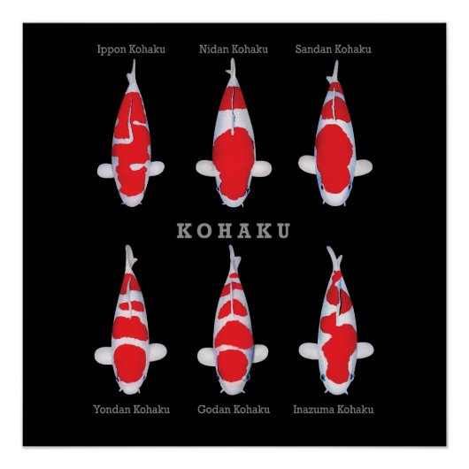 Elegantes Koi Fish Poster - Zeitloser und künstler (Vorderseite)