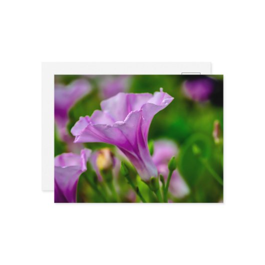 Elegantes Lila Bloom im Fokus Postkarte (Vorderseite/Rückseite Beispiel)