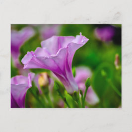 Elegantes Lila Bloom im Fokus Postkarte