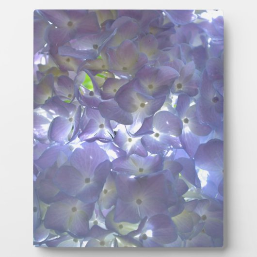 Elegantes, lila, blumengeschmücktes lila Hydrangea Fotoplatte (Vorderseite)