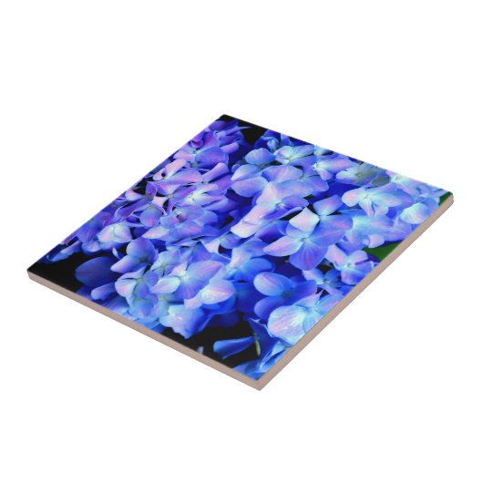 Elegantes lila Magenta Blumenhydrangea Fliese (Seite)