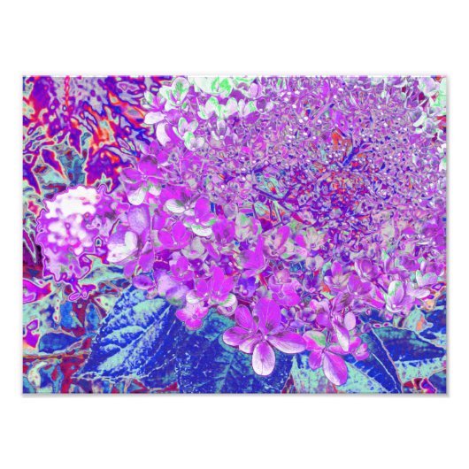 Elegantes Lila und blaues Limelight Hydrangea Fotodruck (Vorne)