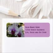 Elegantes Lila und weißes Orchid-Foto (Insitu)