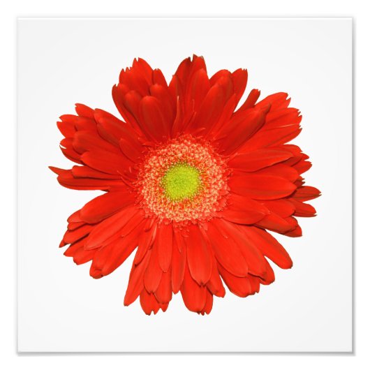 Elegantes Orange Daisy Foto Print (Vorne)