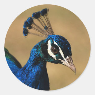 Elegantes Pfau - anpassbare Aufkleber-Vorlage Runder Aufkleber