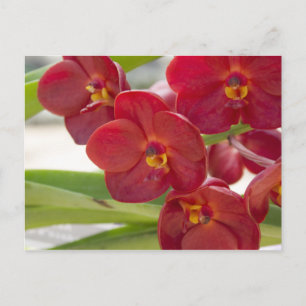 Elegantes Red Orchids Foto Postkarte