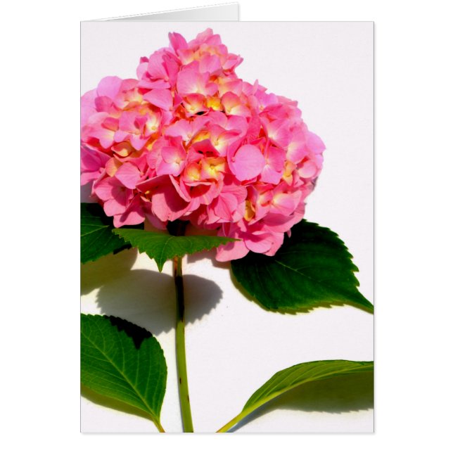 Elegantes rosa, blumenrosa Hydrangea (Vorne)