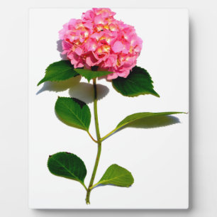 Elegantes rosa, blumenrosa Hydrangea Fotoplatte