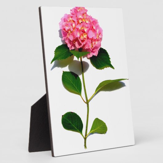 Elegantes rosa, blumenrosa Hydrangea Fotoplatte (Seite)