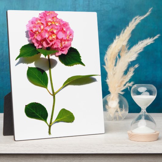 Elegantes rosa, blumenrosa Hydrangea Fotoplatte (Seite)