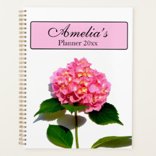 Elegantes rosa, blumenrosa Hydrangea Planer