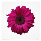 Elegantes Rosa Gerbera Daisy Foto Print (Vorne)