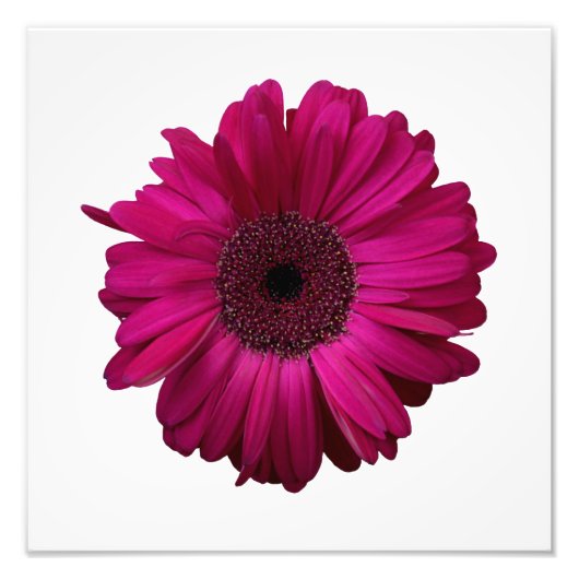 Elegantes Rosa Gerbera Daisy Foto Print (Vorne)