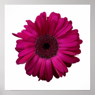 Elegantes rosa Gerbera-Gänseblümchen-Plakat Poster