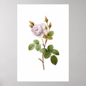 Elegantes rosa rosa botanisches Printable Poster (Vorne)