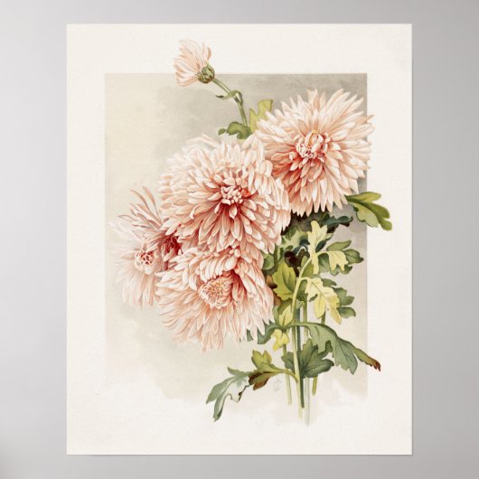 Elegantes Rosa Vintage Chryanthemen Poster (Vorne)