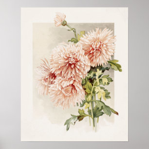 Elegantes Rosa Vintages Chryanthemum Poster