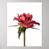 Elegantes Rose Poster (Vorne)