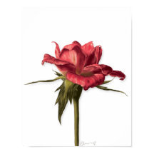 Elegantes Rose Poster