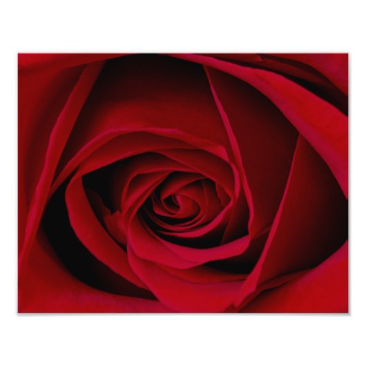 Elegantes Rote Rose Foto drucken (Vorne)