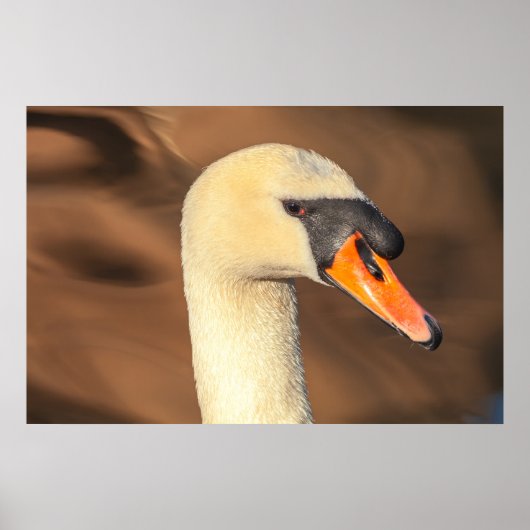 Elegantes Schwanenkopfporträt Poster (Vorne)