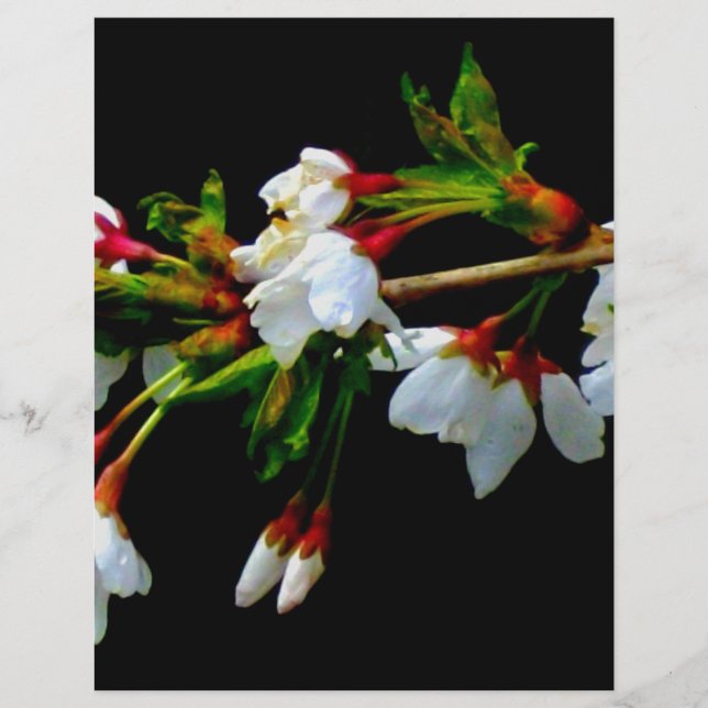 Elegantes, Schwarz-weiß blühendes weißes Blossom (Vorderseite)