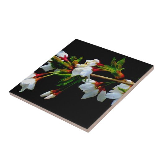 Elegantes, Schwarz-weiß blühendes weißes Blossom Fliese (Seite)