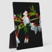 Elegantes, Schwarz-weiß blühendes weißes Blossom Fotoplatte (Seite)