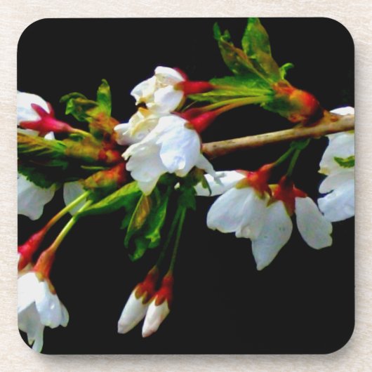 Elegantes, Schwarz-weiß blühendes weißes Blossom Getränkeuntersetzer (Vorderseite)