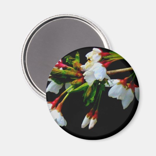 Elegantes, Schwarz-weiß blühendes weißes Blossom Magnet (Vorderseite/Rückseite)