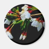 Elegantes, Schwarz-weiß blühendes weißes Blossom Magnet (Vorne)