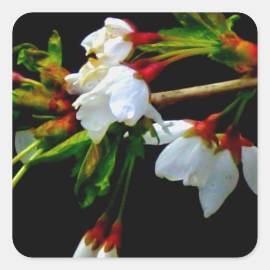 Elegantes, Schwarz-weiß blühendes weißes Blossom Quadratischer Aufkleber (Vorderseite)