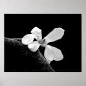 Elegantes Schwarz-Weiß-Magnolia Poster (Vorne)