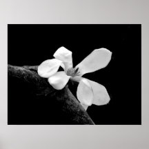 Elegantes Schwarz-Weiß-Magnolia