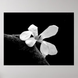 Elegantes Schwarz-Weiß-Magnolia Poster