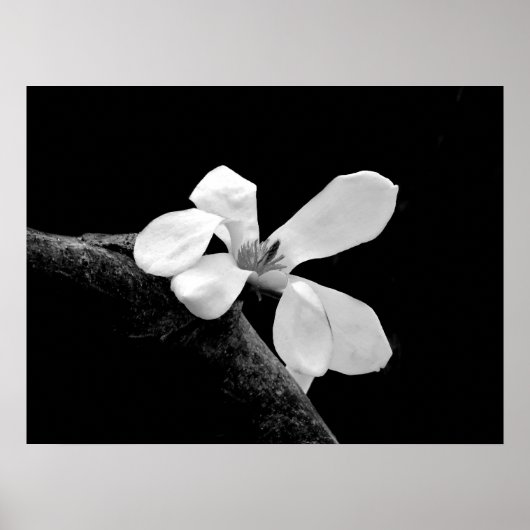 Elegantes Schwarz-Weiß-Magnolia Poster (Vorne)